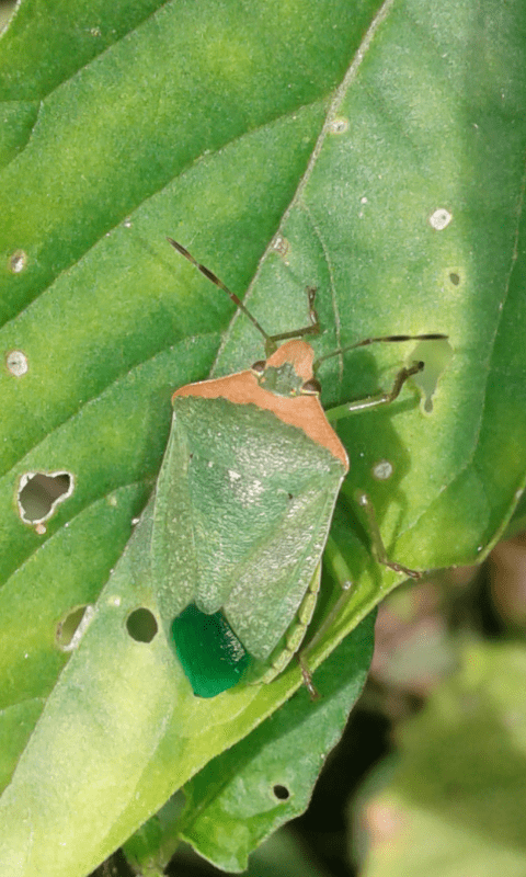 Nezara viridula f. torquata (Pentatomidae), ma...